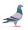 Carrier Pigeon